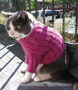 cat wearing sweater